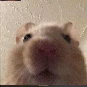 Meet your Posher, Adam